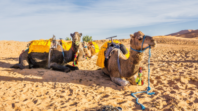 5 Days 4 Nights from Marrakech to Zagora